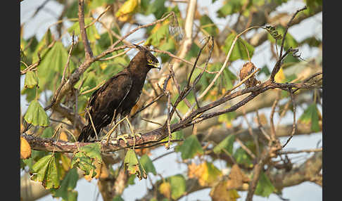 Schopfadler (Lophaetus occipitalis)