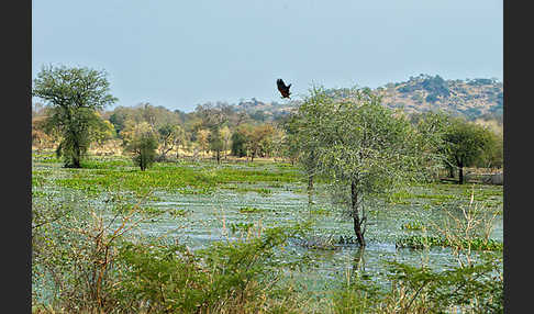 Schreiseeadler (Haliaeetus vocifer)