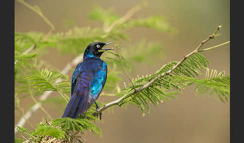 Schweifglanzstar (Lamprotornis purpuroptera)