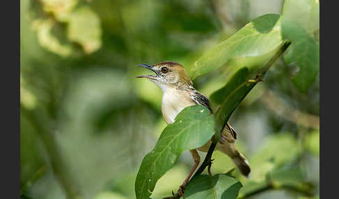 Heuglinzistensänger (Cisticola marginatus)