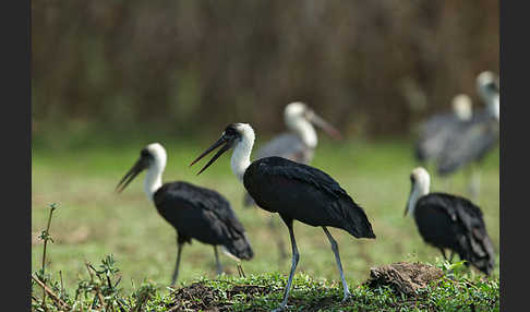 Wollhalsstorch (Ciconia episcopus)