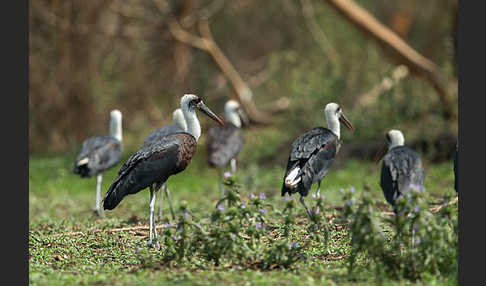 Wollhalsstorch (Ciconia episcopus)