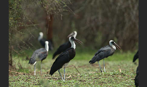 Wollhalsstorch (Ciconia episcopus)