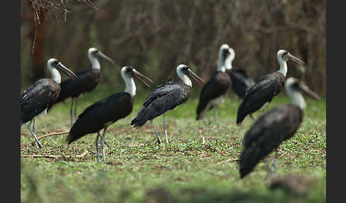 Wollhalsstorch (Ciconia episcopus)