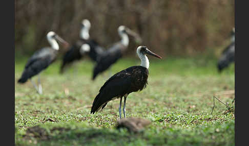 Wollhalsstorch (Ciconia episcopus)