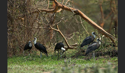 Wollhalsstorch (Ciconia episcopus)