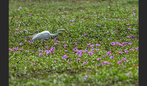 Silberreiher (Egretta alba)