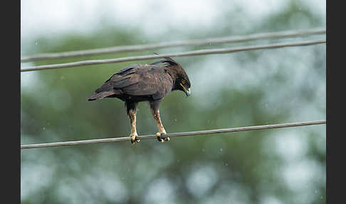 Schopfadler (Lophaetus occipitalis)