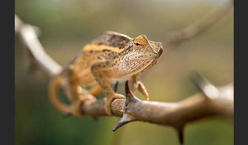 Zweistreifenchamäleon (Trioceros bitaeniatus)