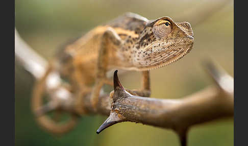 Zweistreifenchamäleon (Trioceros bitaeniatus)