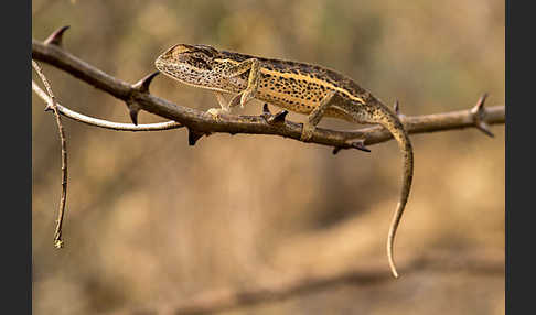 Zweistreifenchamäleon (Trioceros bitaeniatus)