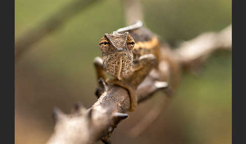 Zweistreifenchamäleon (Trioceros bitaeniatus)