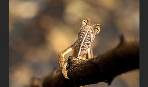 Zweistreifenchamäleon (Trioceros bitaeniatus)