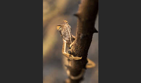 Zweistreifenchamäleon (Trioceros bitaeniatus)