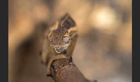 Zweistreifenchamäleon (Trioceros bitaeniatus)