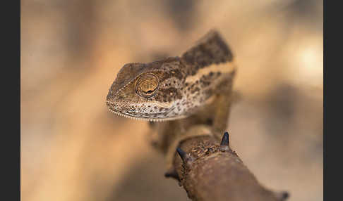 Zweistreifenchamäleon (Trioceros bitaeniatus)