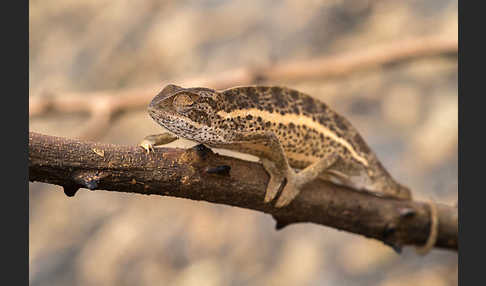 Zweistreifenchamäleon (Trioceros bitaeniatus)