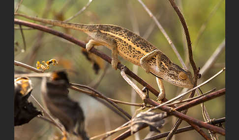 Zweistreifenchamäleon (Trioceros bitaeniatus)