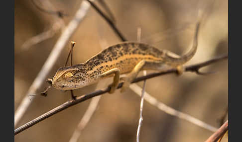 Zweistreifenchamäleon (Trioceros bitaeniatus)