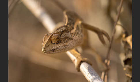 Zweistreifenchamäleon (Trioceros bitaeniatus)