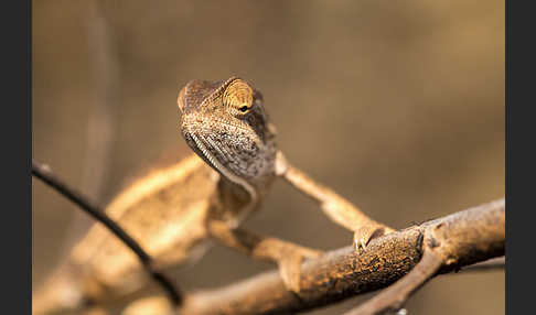 Zweistreifenchamäleon (Trioceros bitaeniatus)