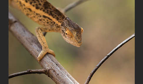 Zweistreifenchamäleon (Trioceros bitaeniatus)