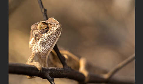 Zweistreifenchamäleon (Trioceros bitaeniatus)