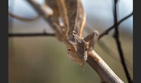 Zweistreifenchamäleon (Trioceros bitaeniatus)