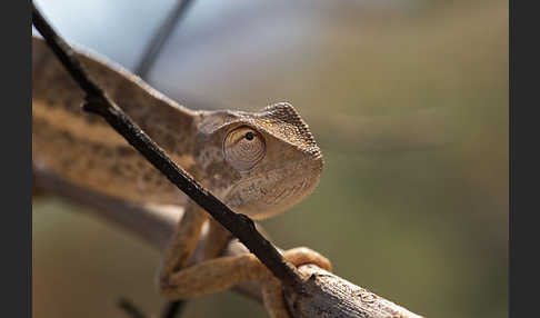 Zweistreifenchamäleon (Trioceros bitaeniatus)