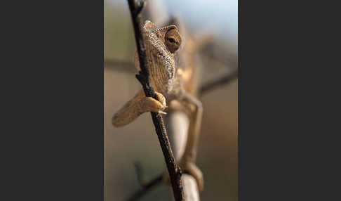 Zweistreifenchamäleon (Trioceros bitaeniatus)