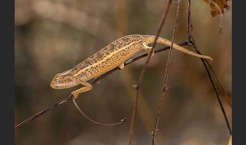 Zweistreifenchamäleon (Trioceros bitaeniatus)