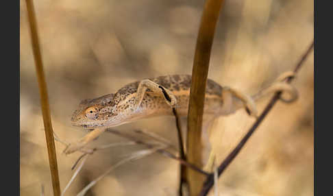 Zweistreifenchamäleon (Trioceros bitaeniatus)