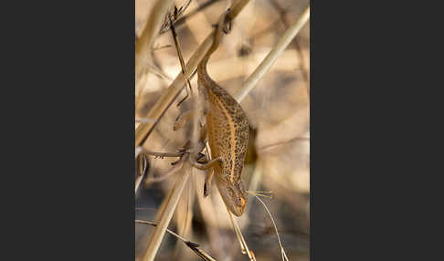 Zweistreifenchamäleon (Trioceros bitaeniatus)