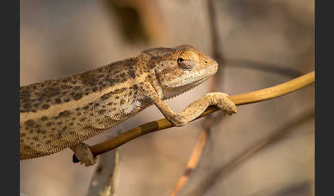 Zweistreifenchamäleon (Trioceros bitaeniatus)