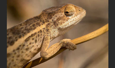 Zweistreifenchamäleon (Trioceros bitaeniatus)