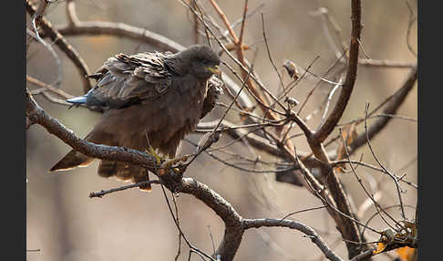 Schwarzmilan (Milvus migrans)