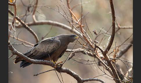 Schwarzmilan (Milvus migrans)