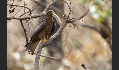 Schwarzmilan (Milvus migrans)