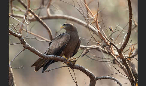 Schwarzmilan (Milvus migrans)