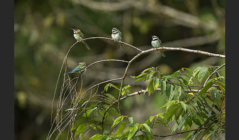 Weißkehlspint (Merops albicollis)