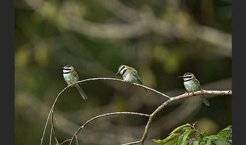 Weißkehlspint (Merops albicollis)