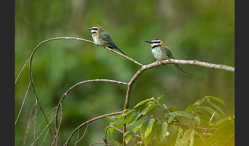 Weißkehlspint (Merops albicollis)