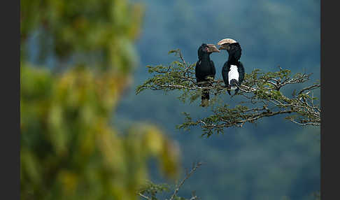 Silberwangen-Hornvogel (Bycanistes brevis)