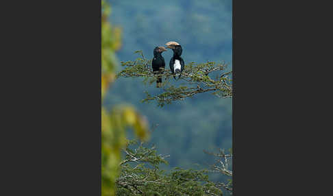 Silberwangen-Hornvogel (Bycanistes brevis)