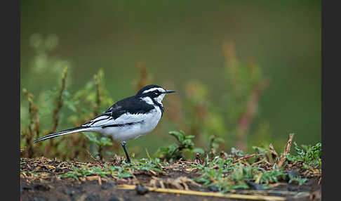 Witwenstelze (Motacilla aguimp)