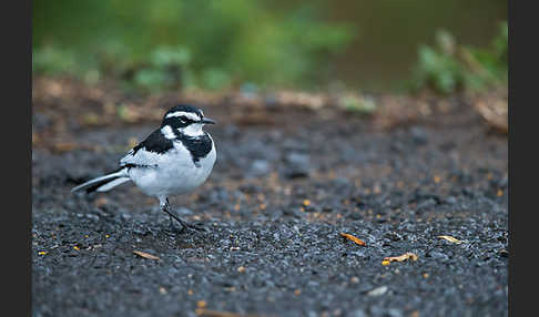 Witwenstelze (Motacilla aguimp)