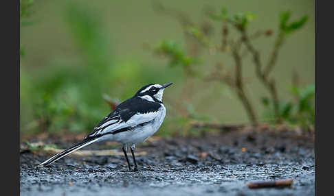 Witwenstelze (Motacilla aguimp)