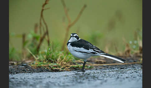 Witwenstelze (Motacilla aguimp)