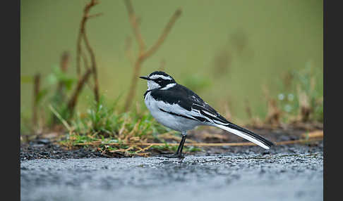 Witwenstelze (Motacilla aguimp)