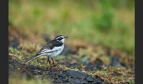 Witwenstelze (Motacilla aguimp)